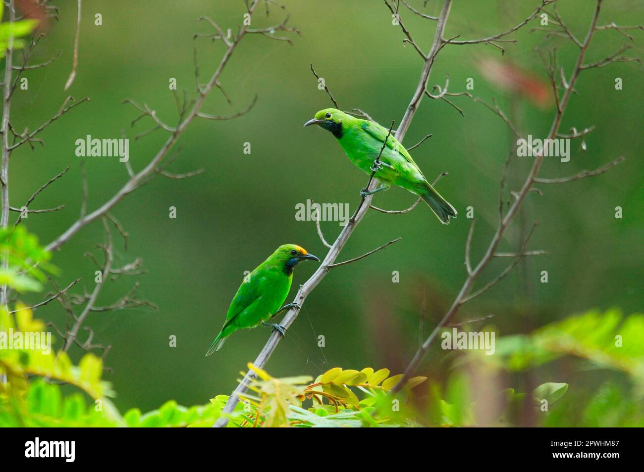 Golden-fronted Leafbird (Chloropsis aurifrons), golden-fronted leafbird, Songbirds, Animals, Birds, Golden-fronted Leafbird adult pair, perched on Stock Photo