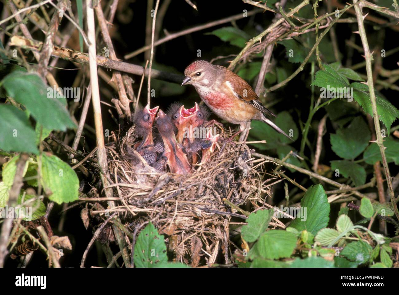 Linnet (Acanthis cannabina) close-up, male at the nest feeding the young Stock Photo