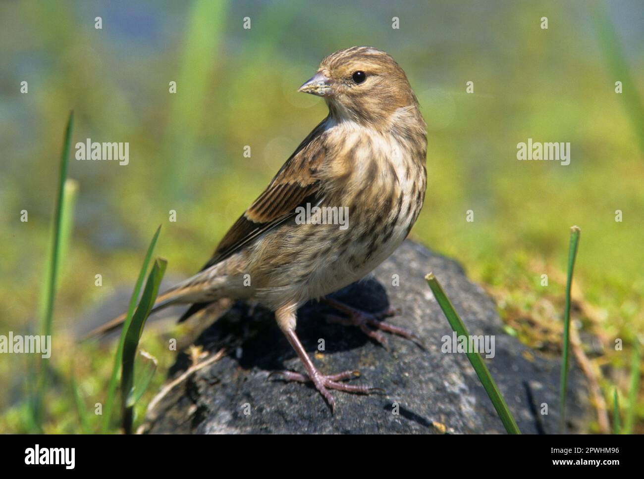Linnet (Acanthis cannabina) adult female, on rocks beside water, Falmer, Sussex, England, Great Britain Stock Photo