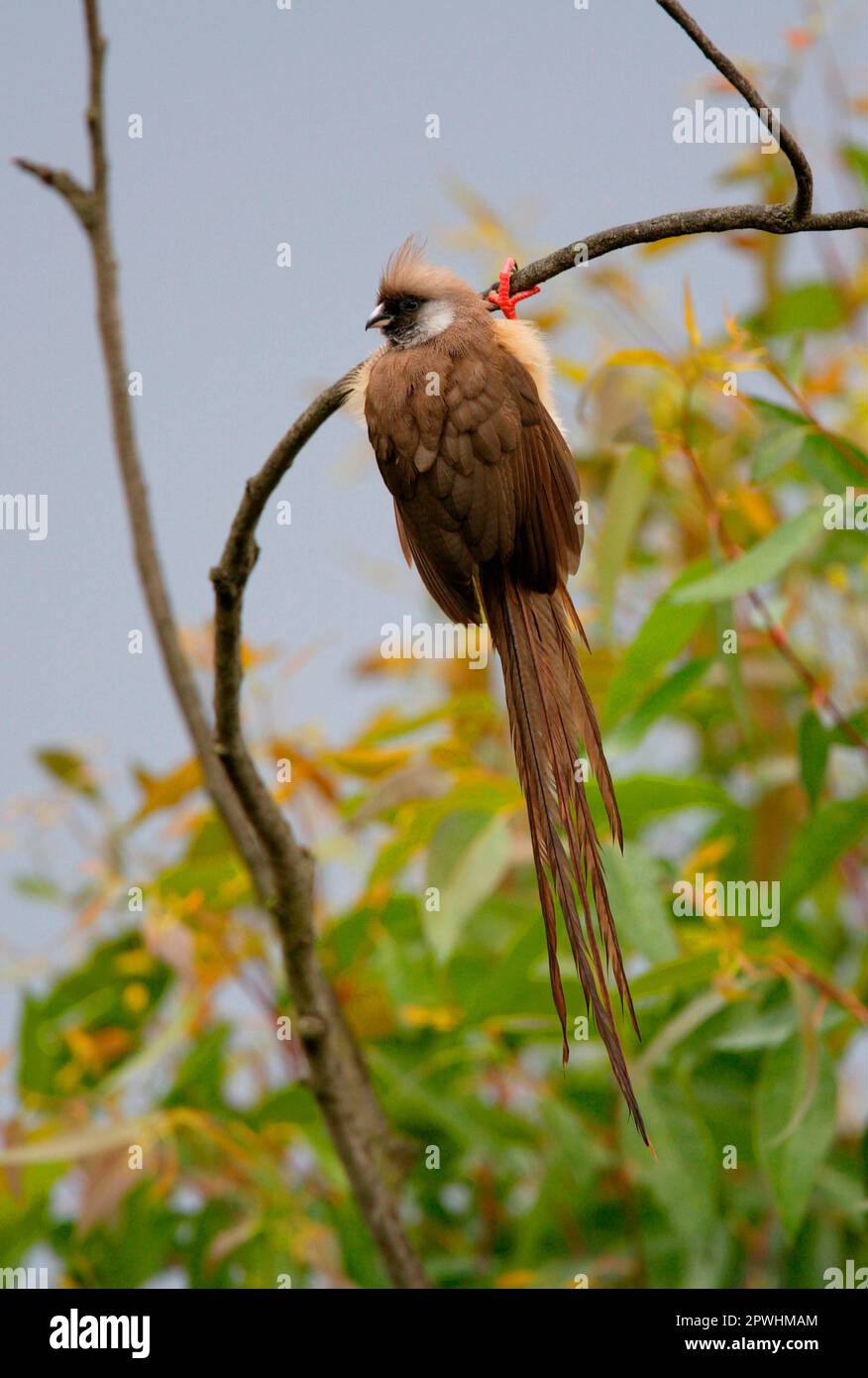 Speckled Mousebird (Colius striatus kikuyuensis) adult, hanging from twig, Kenya Stock Photo