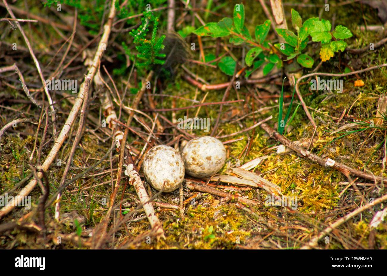 Eurasian Nightjar (Caprimulgus europaeus) two eggs in nest, Decoy Heath Reserve, Berkshire, England, United Kingdom Stock Photo