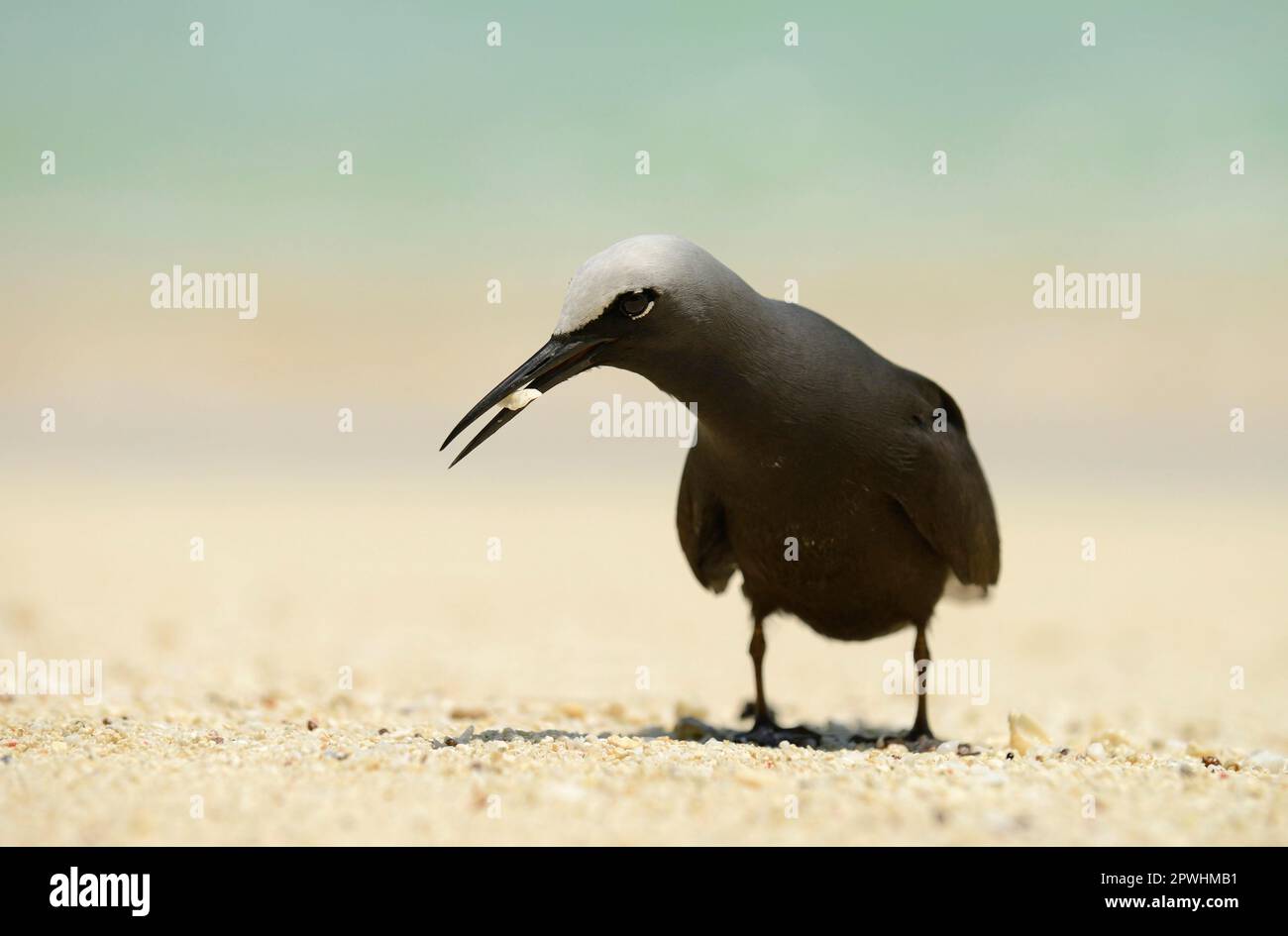 Black Noddy (Anous minutus) adult, picking up small piece of coral from beach, Queensland, Australia Stock Photo