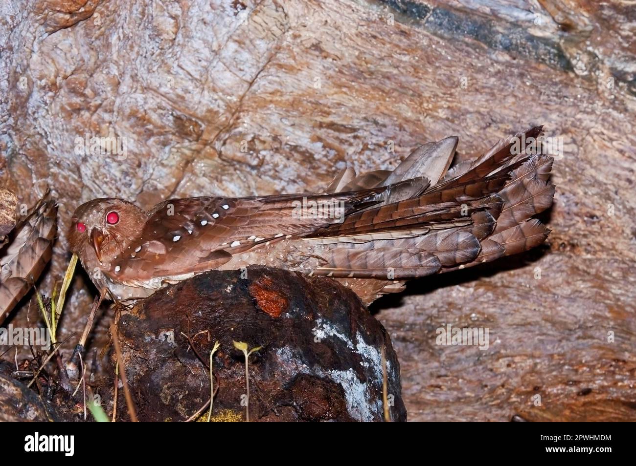 Oilbird Adult oilbird (Steatornis caripensis), sitting on a nest in a cave ...