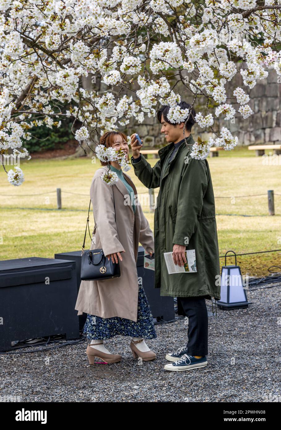Kyoto, Japan - March 25, 2023: People enjoy cherry blossom (Sakura) in Nijō Castle, Kyoto, Japan Stock Photo