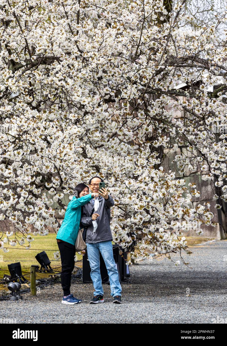 Kyoto, Japan - March 25, 2023: People enjoy cherry blossom (Sakura) in Nijō Castle, Kyoto, Japan Stock Photo