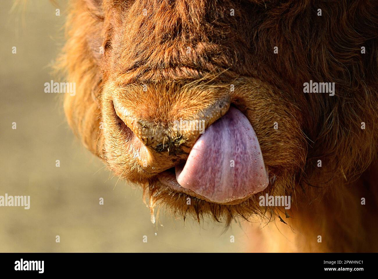 Scottish Highland Cattle, Tongue Stock Photo Alamy