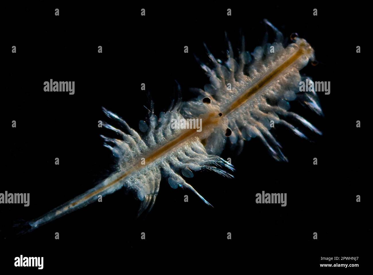 Artemia brine shrimp Stock Photo