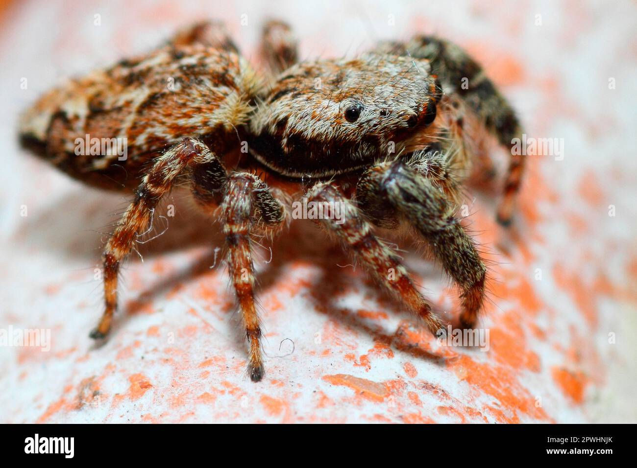 Bark spider Stock Photo