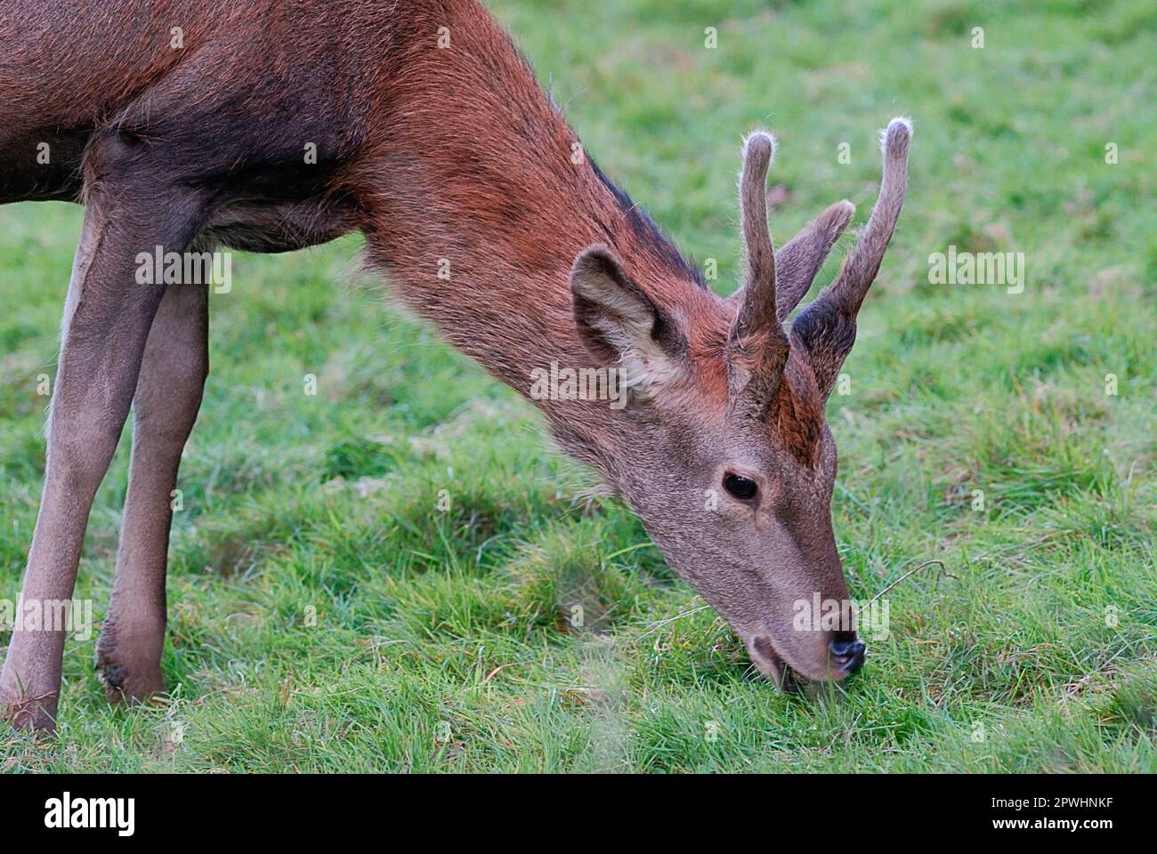 Red deer, young man Stock Photo