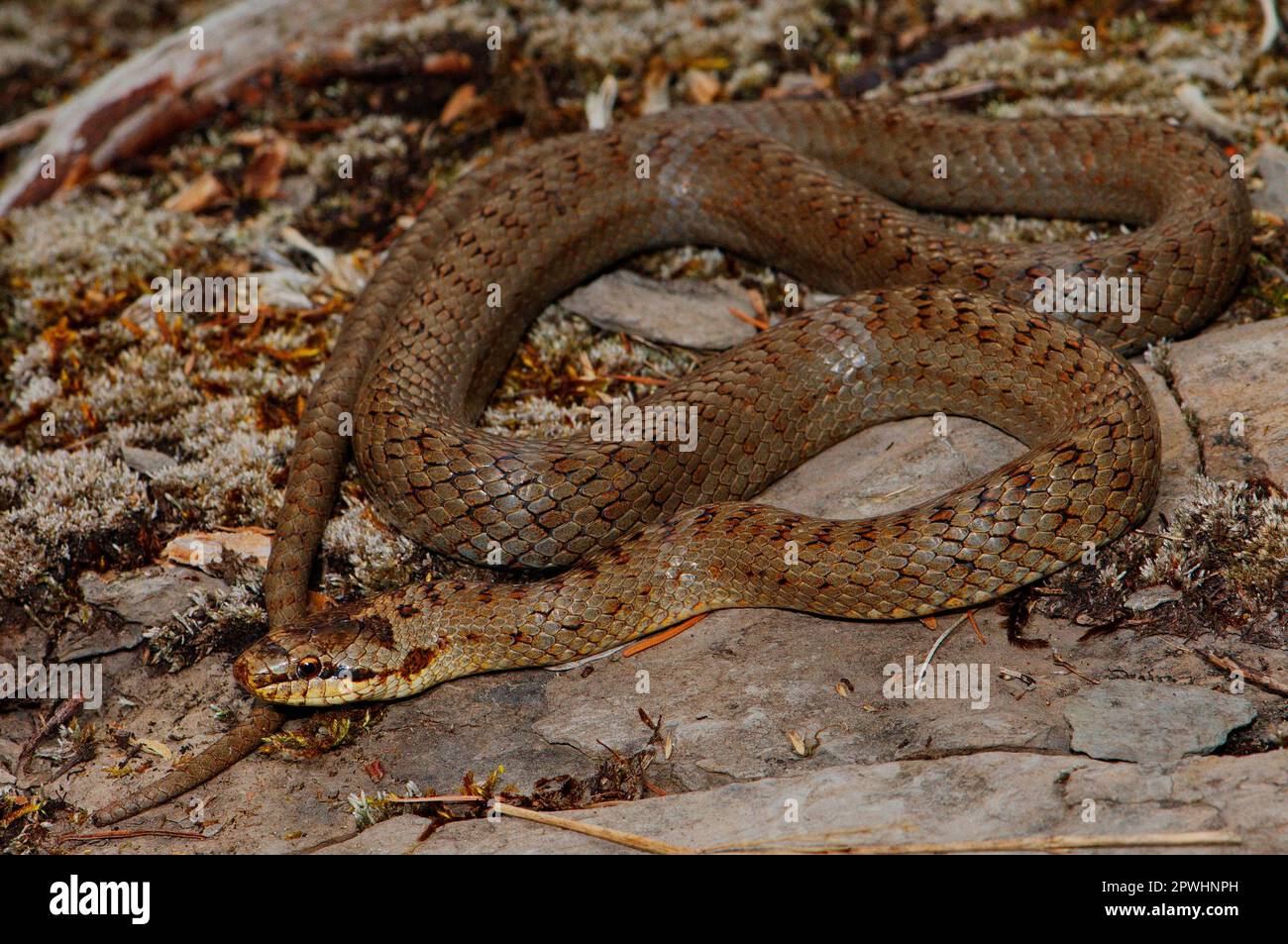 Smooth snake Stock Photo