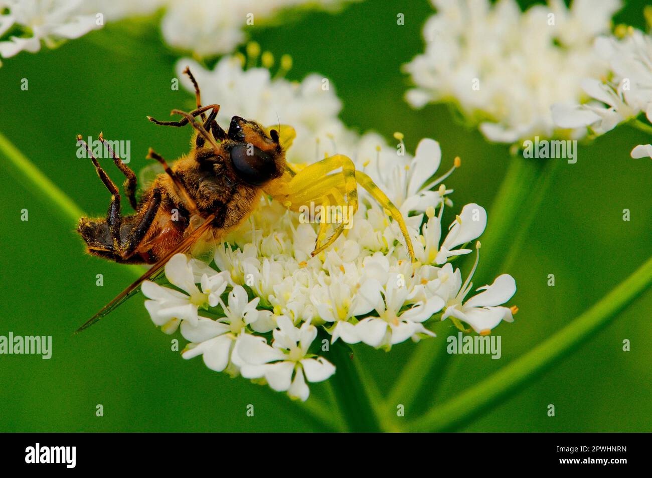 Crab spider with prey Stock Photo Alamy