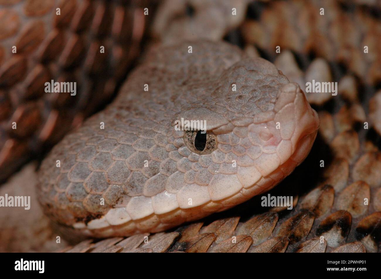 Vipers Blets Iberian Bull-nosed Viper Stock Photo - Alamy