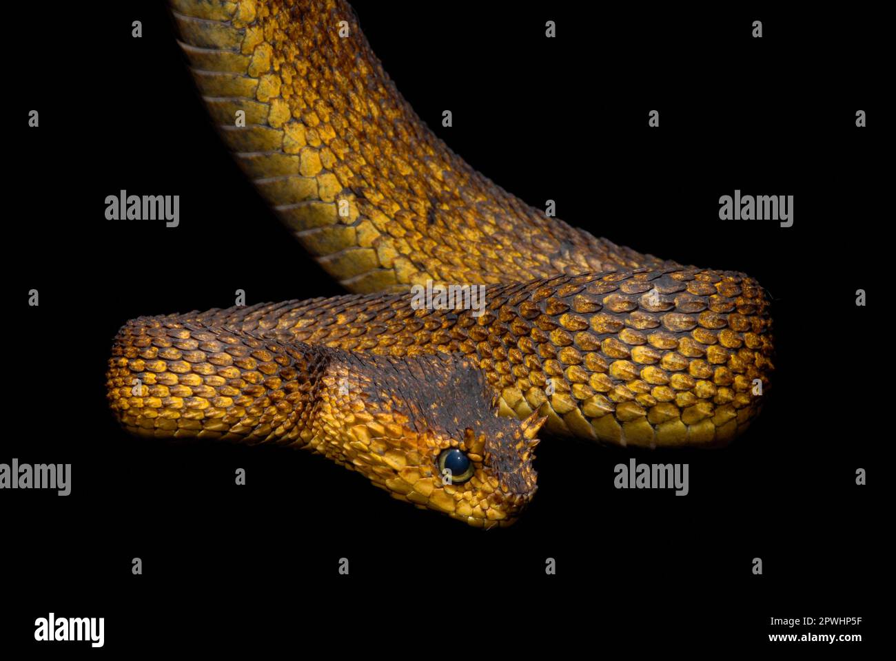 Usambara bush viper Stock Photo