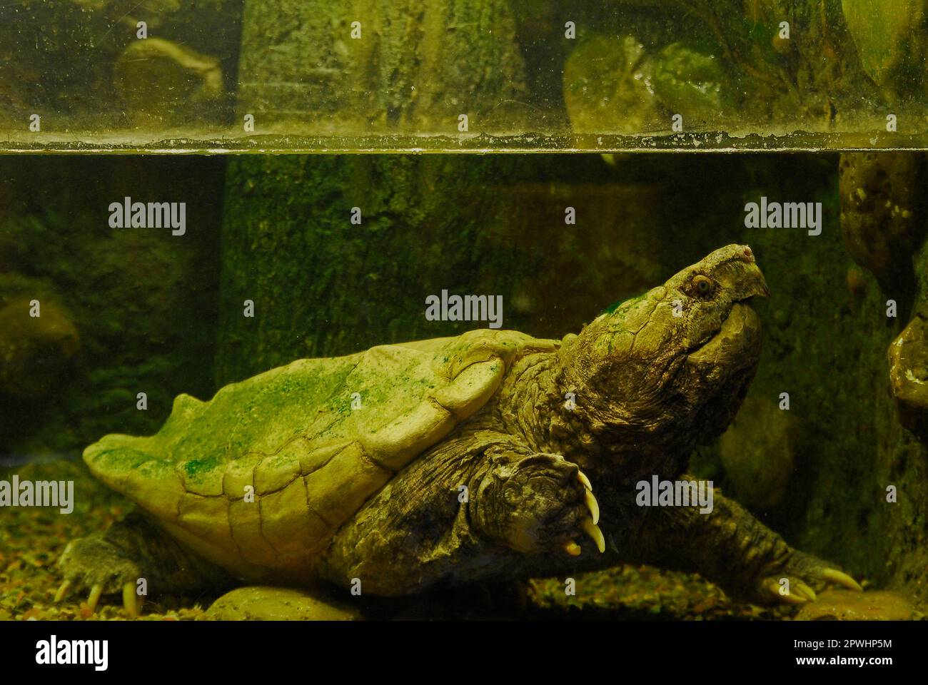 Alligator snapping turtle Stock Photo