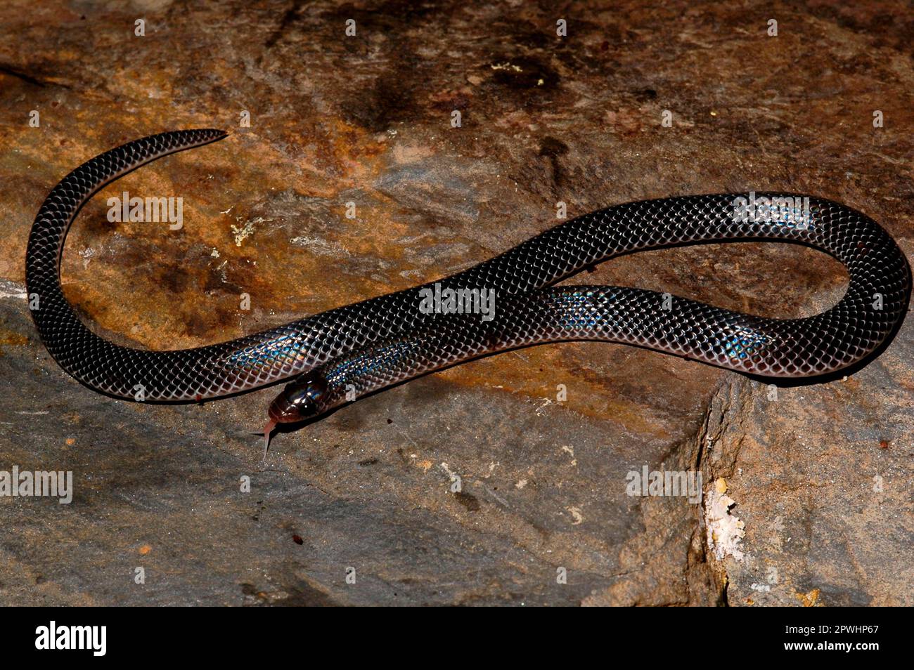 Shovelnose snake Stock Photo