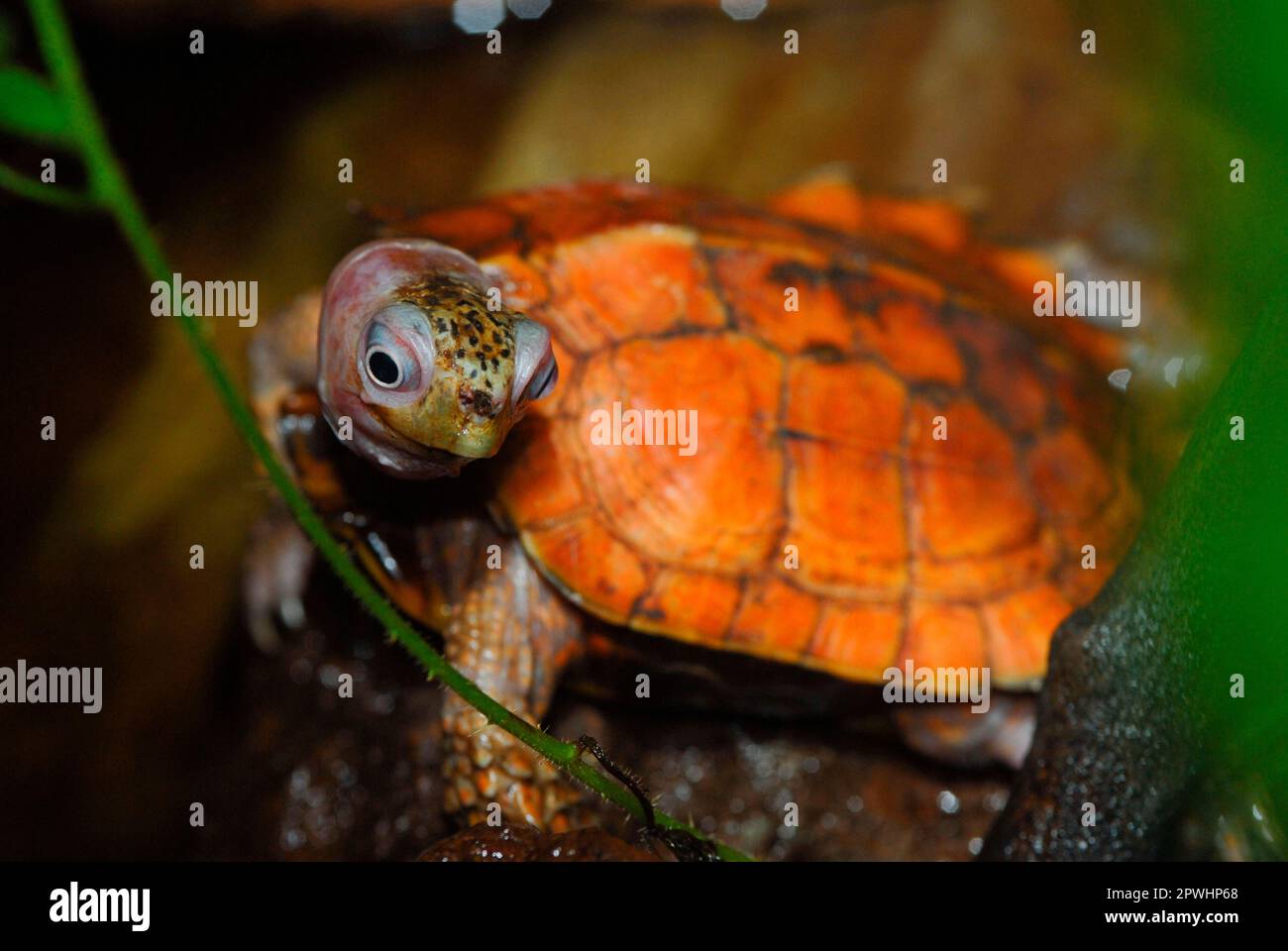Jagged earth turtle Stock Photo