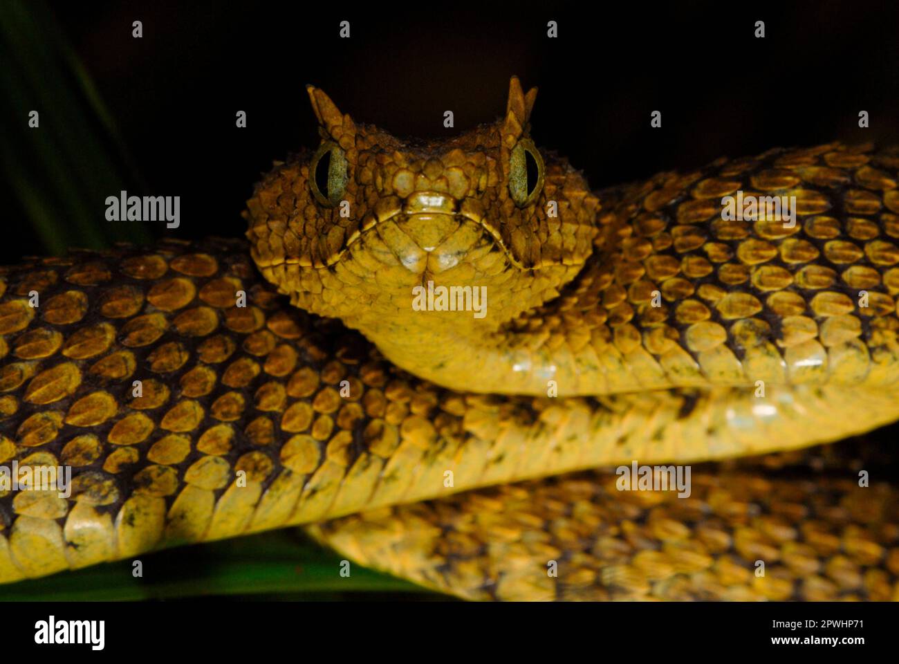 Atheris squamigera hi-res stock photography and images - Alamy