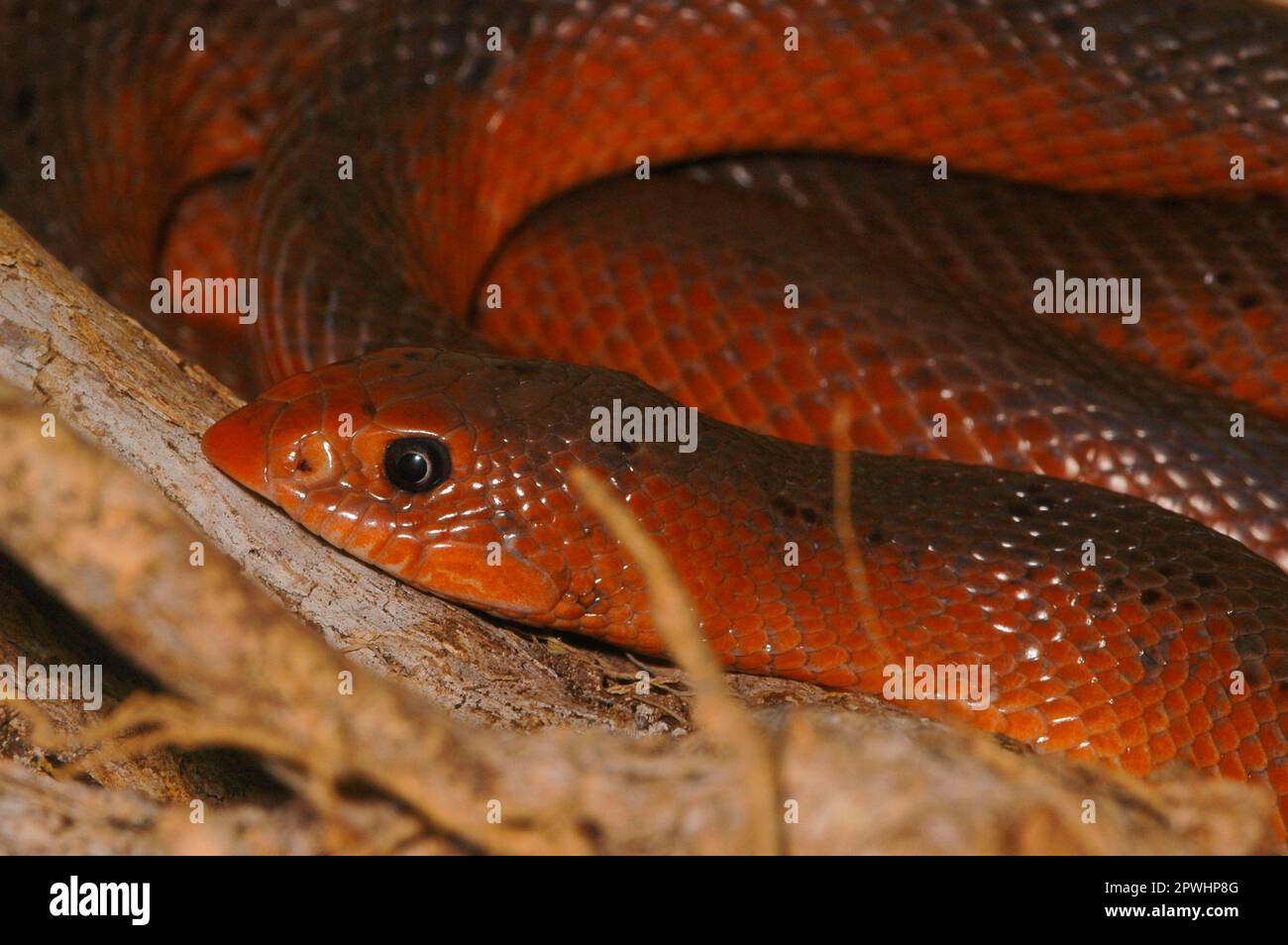 Shovelnose snake Stock Photo