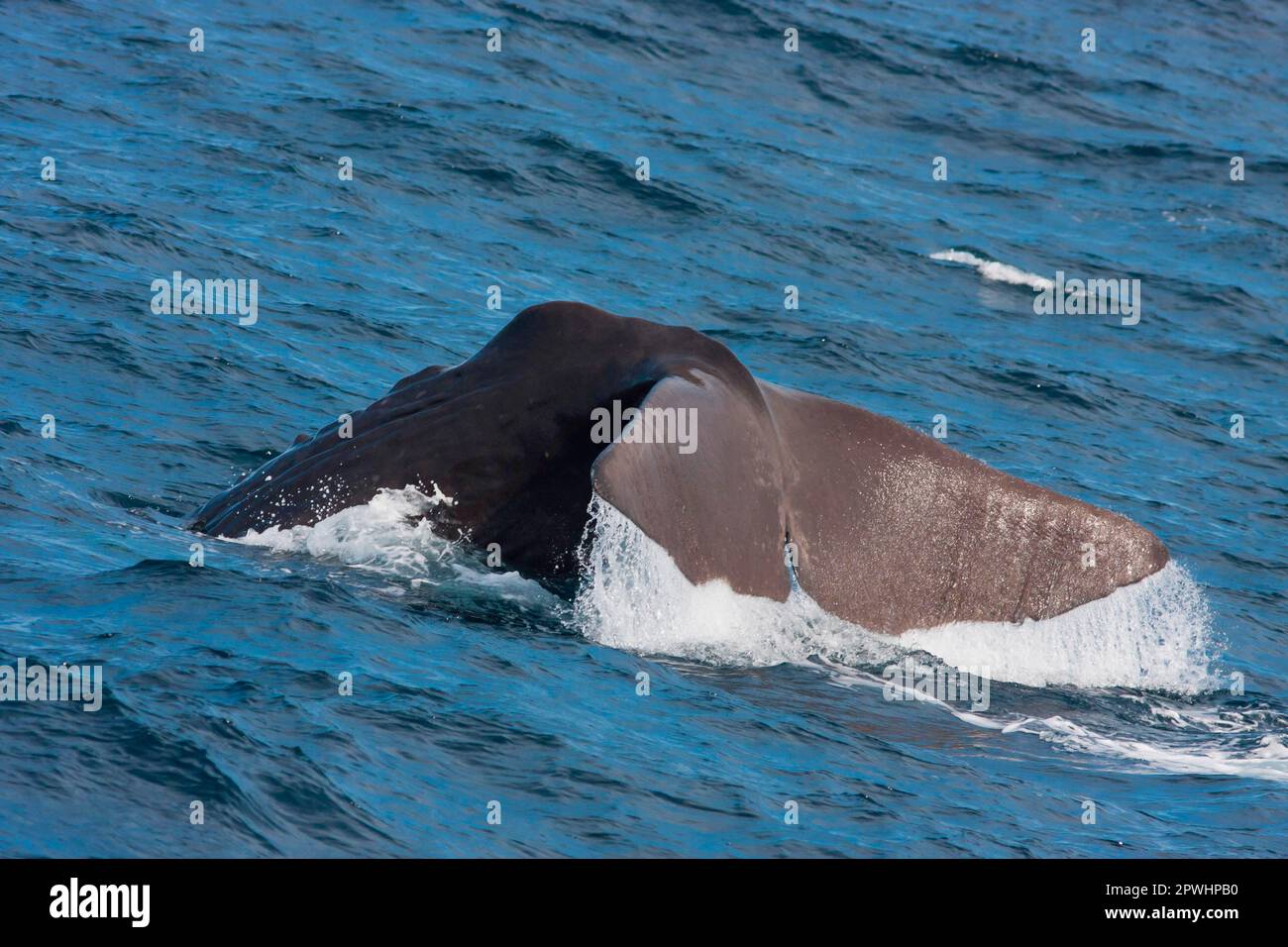 Mature sperm whale hi-res stock photography and images - Alamy