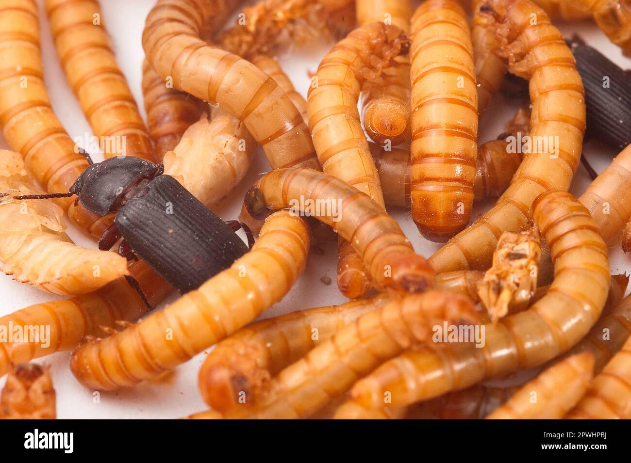 Adult darkling beetle and larva mealworm hires stock photography and