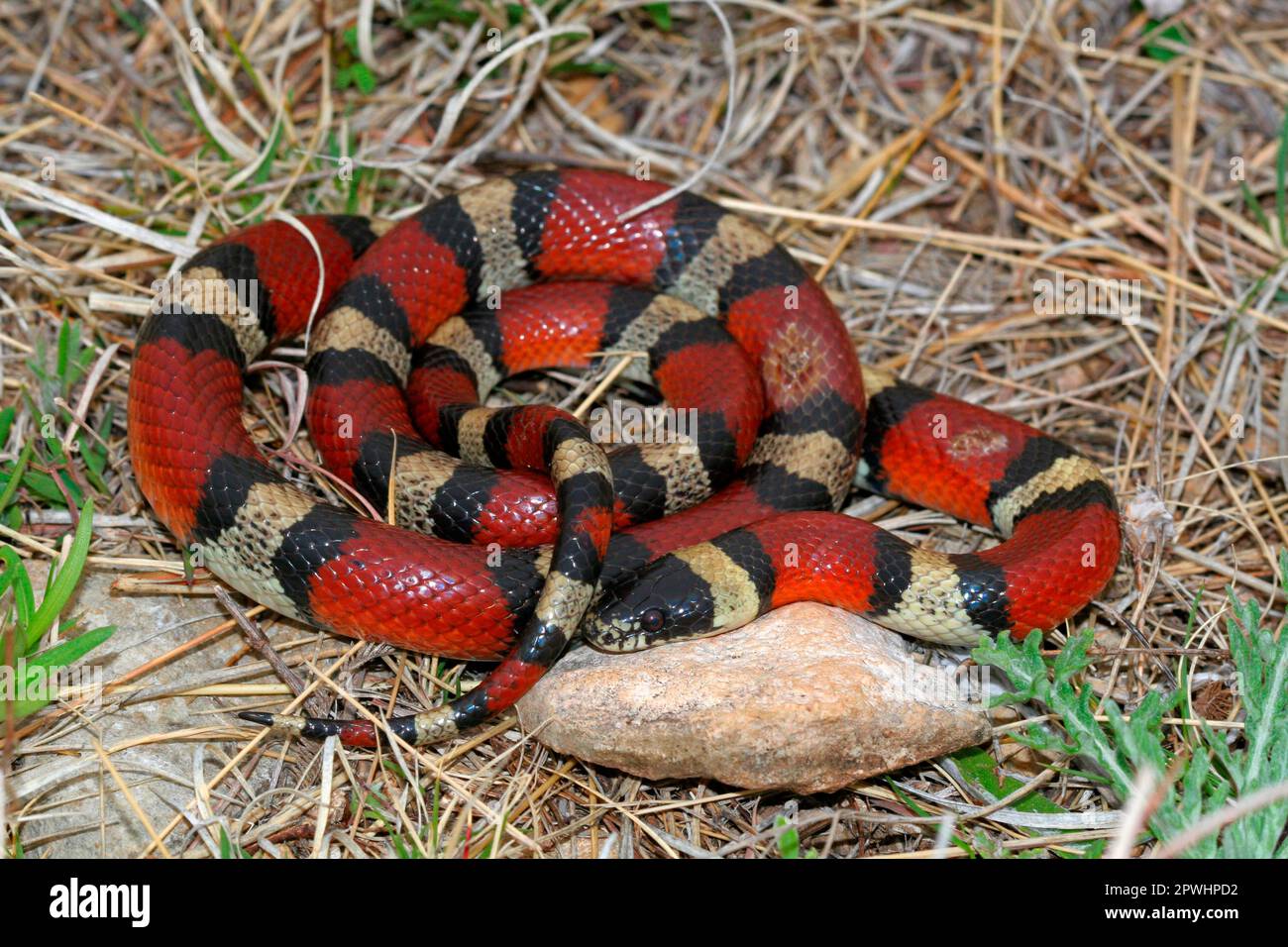 Triangle snake Stock Photo