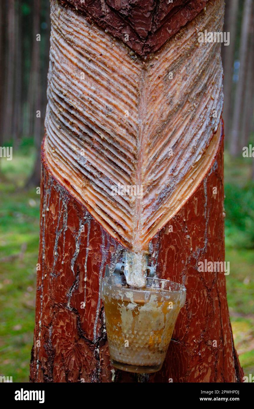 Resin leaches on pine, leach, roeten, resin extraction Stock Photo