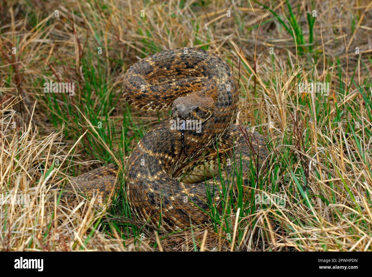 Western Diamondback Rattlesnake Stock Photo - Alamy