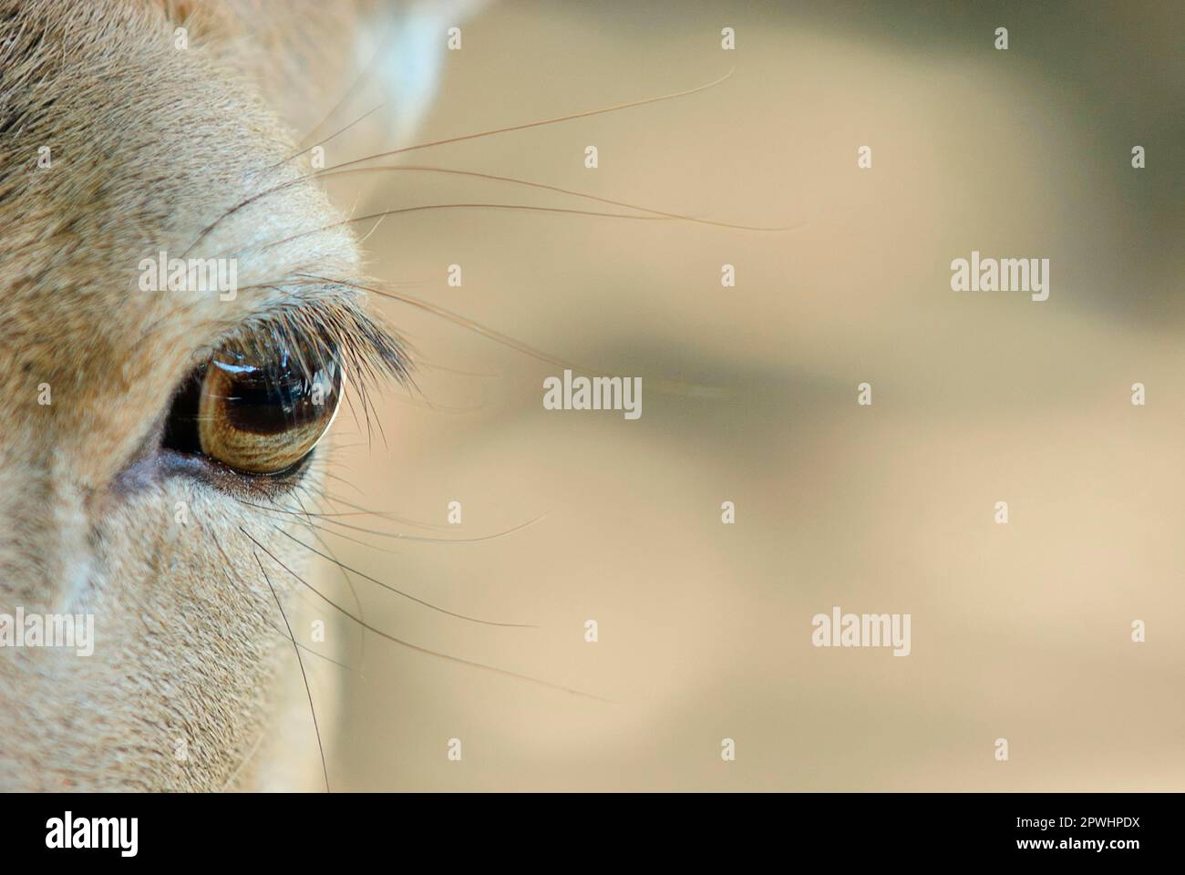 Fallow deer, eye Stock Photo Alamy