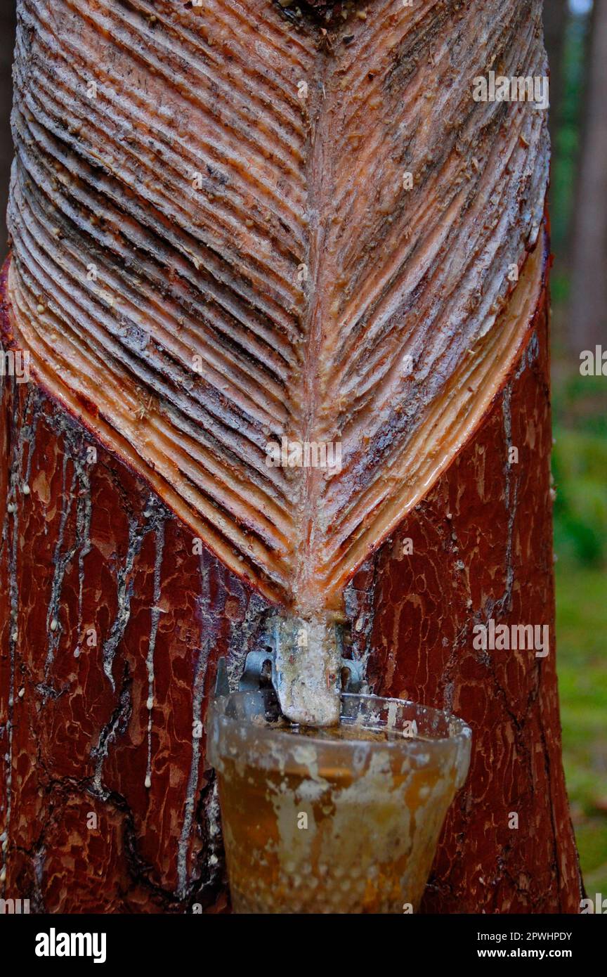 Resin leaches on pine, leach, roeten, resin extraction Stock Photo