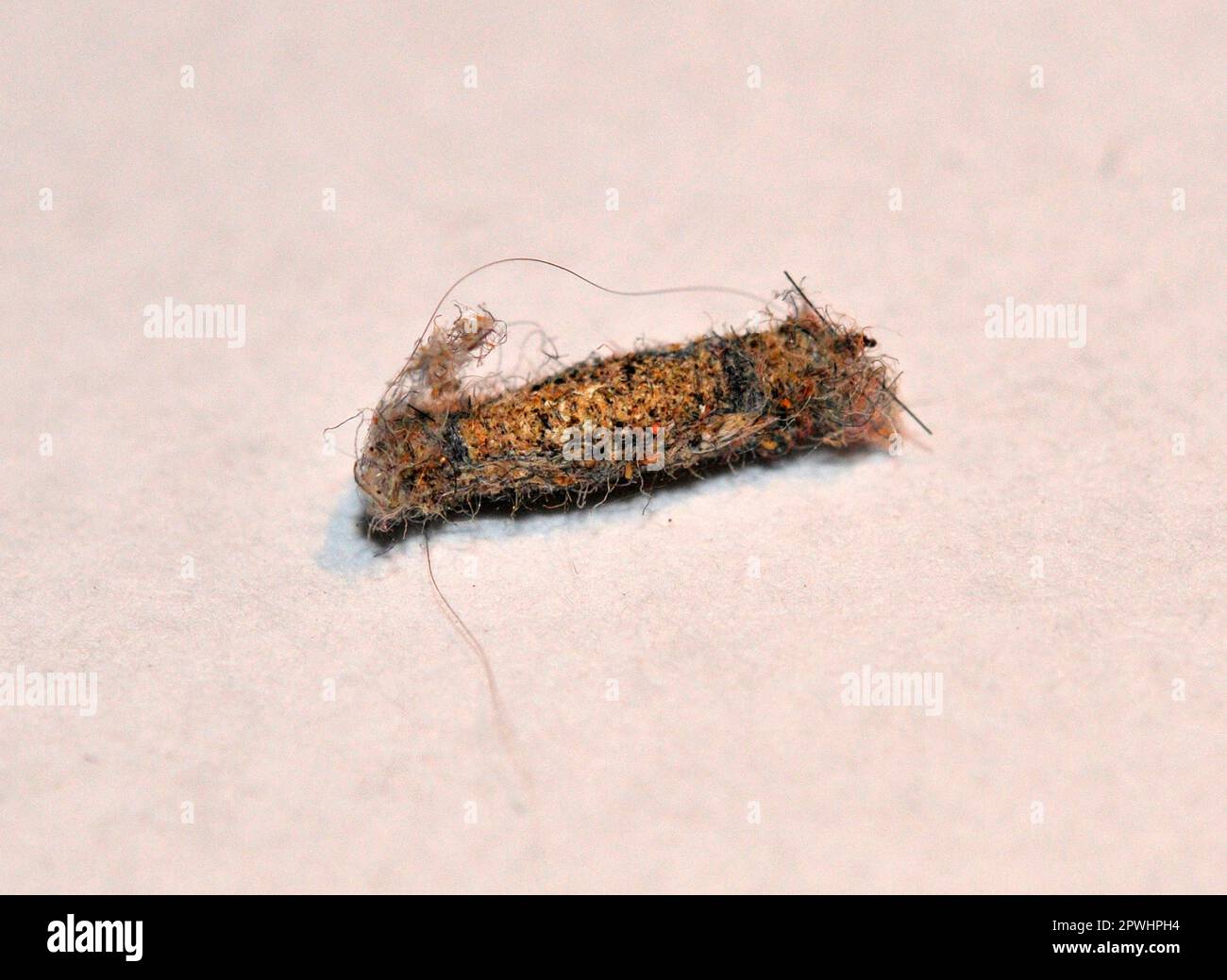 Bag moth caterpillar hi-res stock photography and images - Alamy
