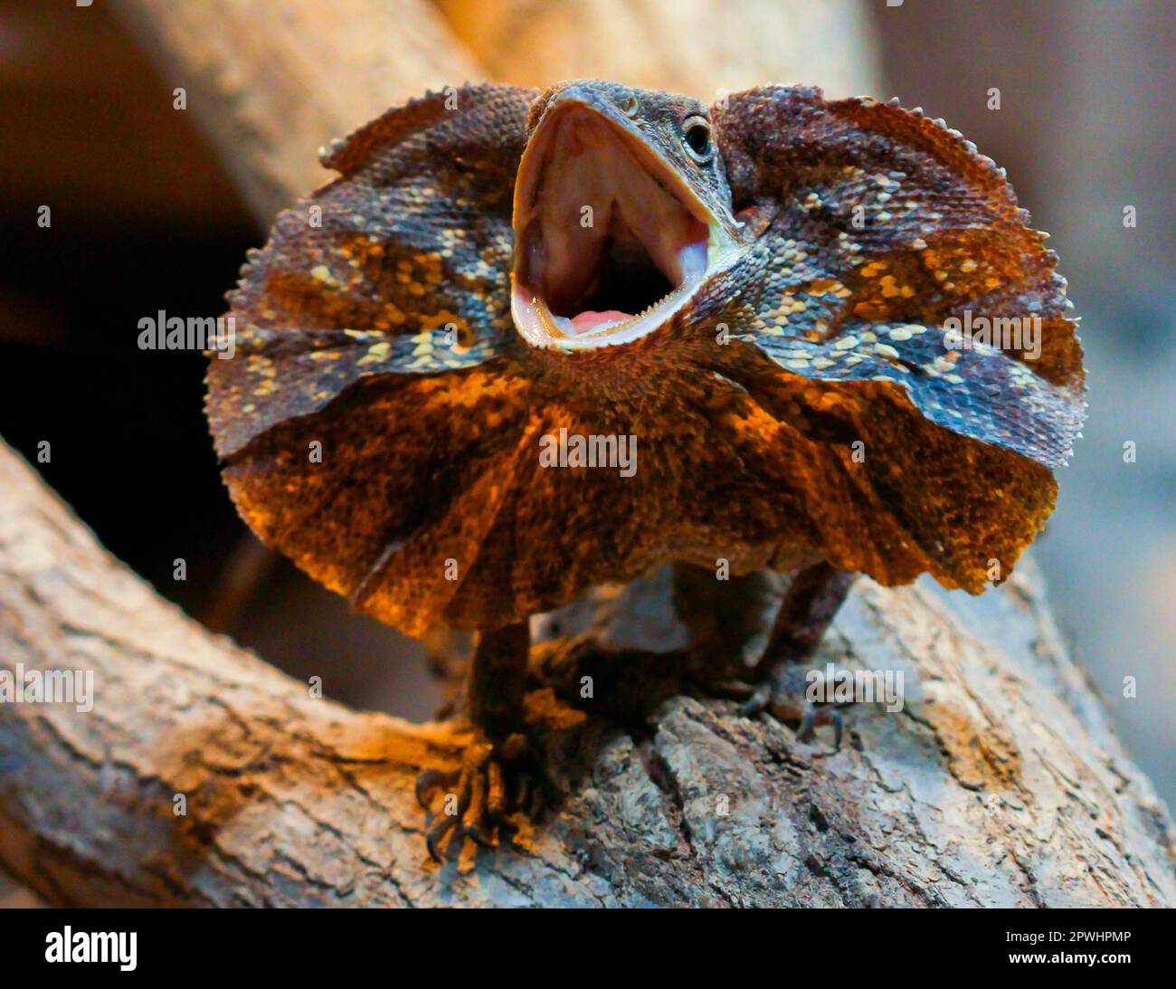 Collar lizard with upturned collar Stock Photo