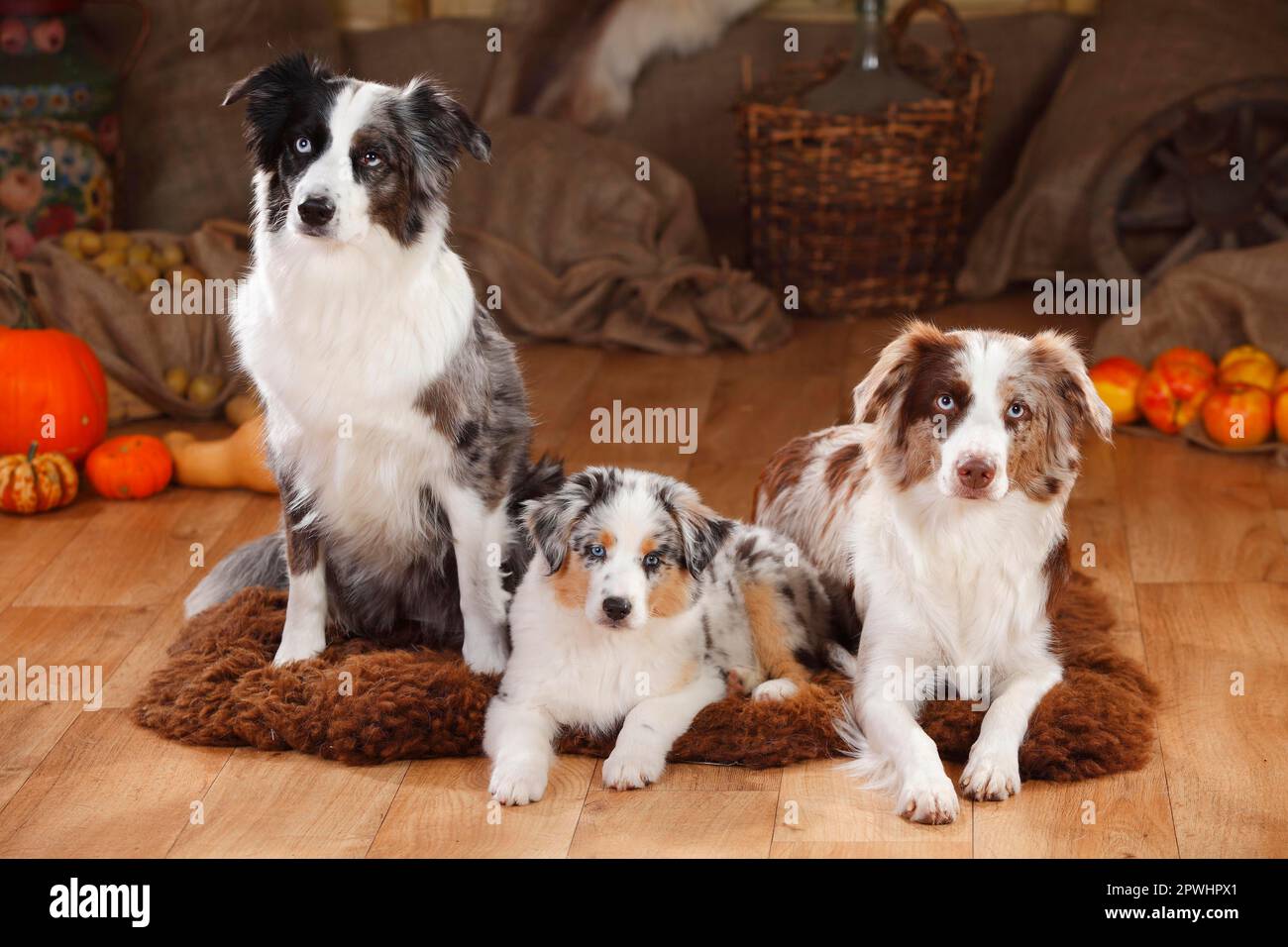 Miniature Australian Shepherds, females with puppy, bluemerle and redmerle Stock Photo Alamy