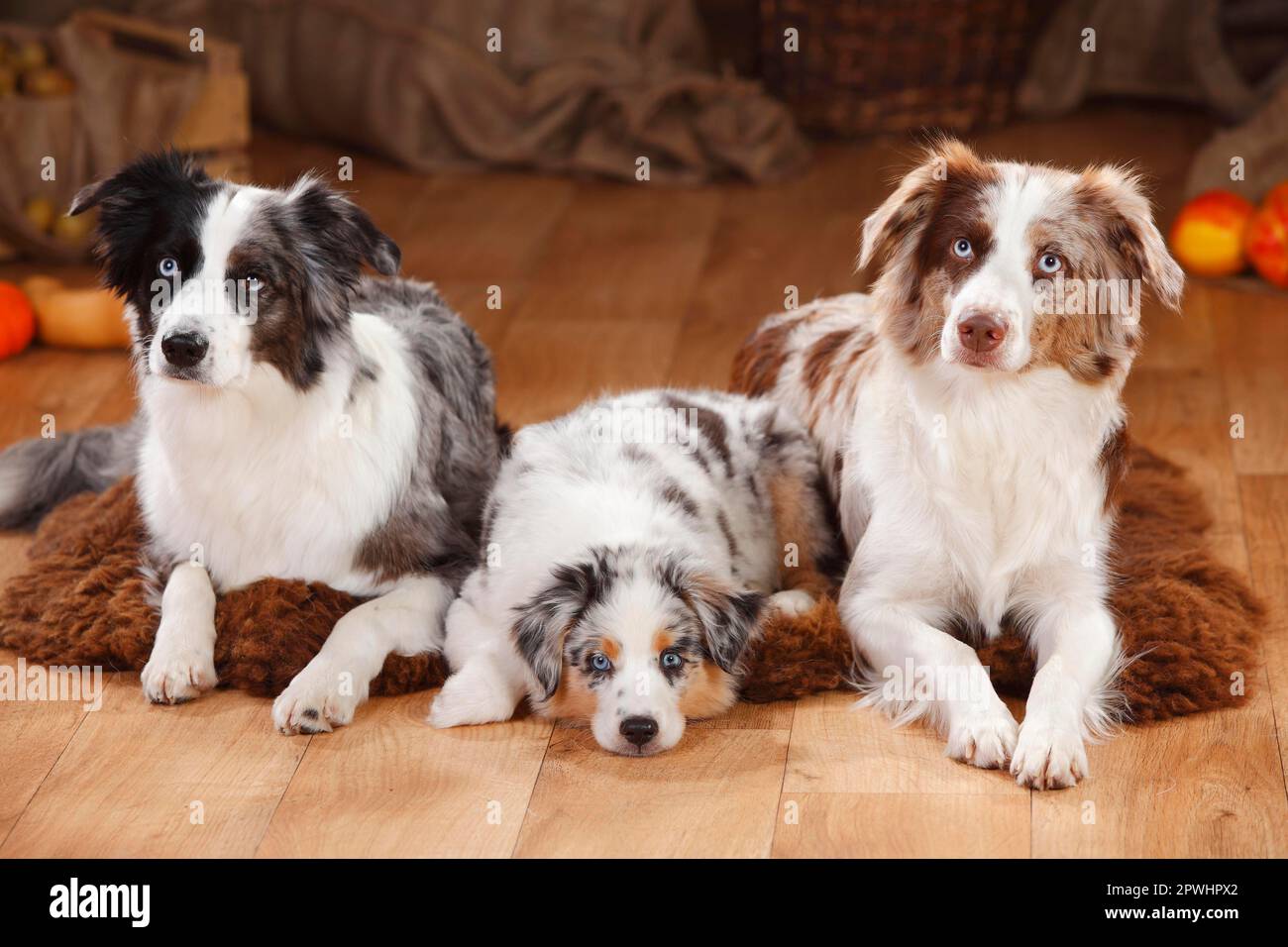 Miniature Australian Shepherds, females with puppy, bluemerle and redmerle Stock Photo Alamy