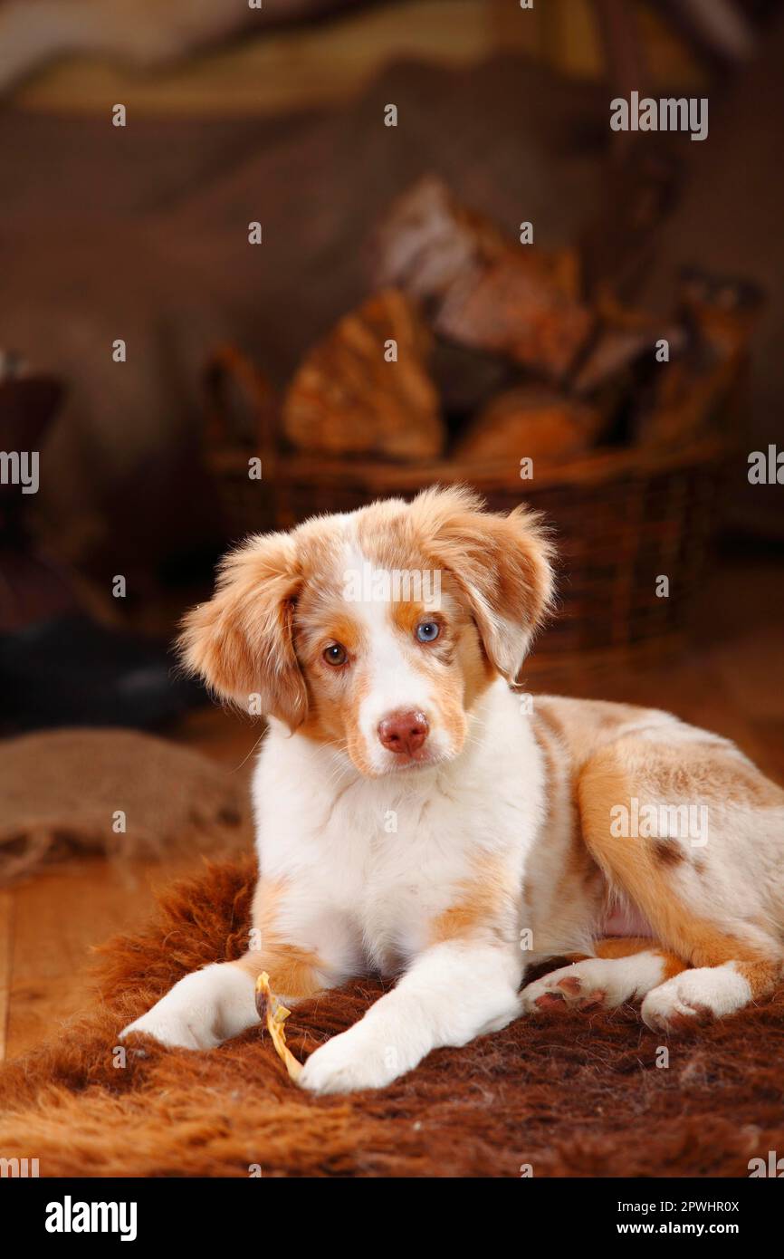 Australian shepherd mini red cheap merle