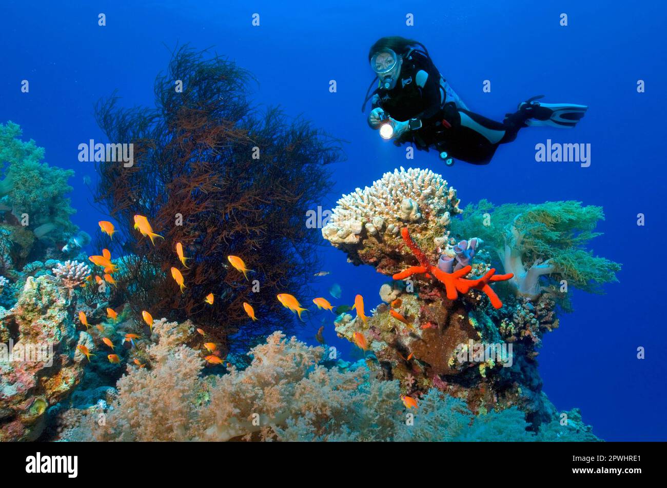 Divers and Corals, Black Coral, Stone Coral, Soft Coral, Red Sea Flagfish, Jewel Flagfish, Harem Flagfish (Antipatharia sp. Acropora sp. Alcyonium Stock Photo