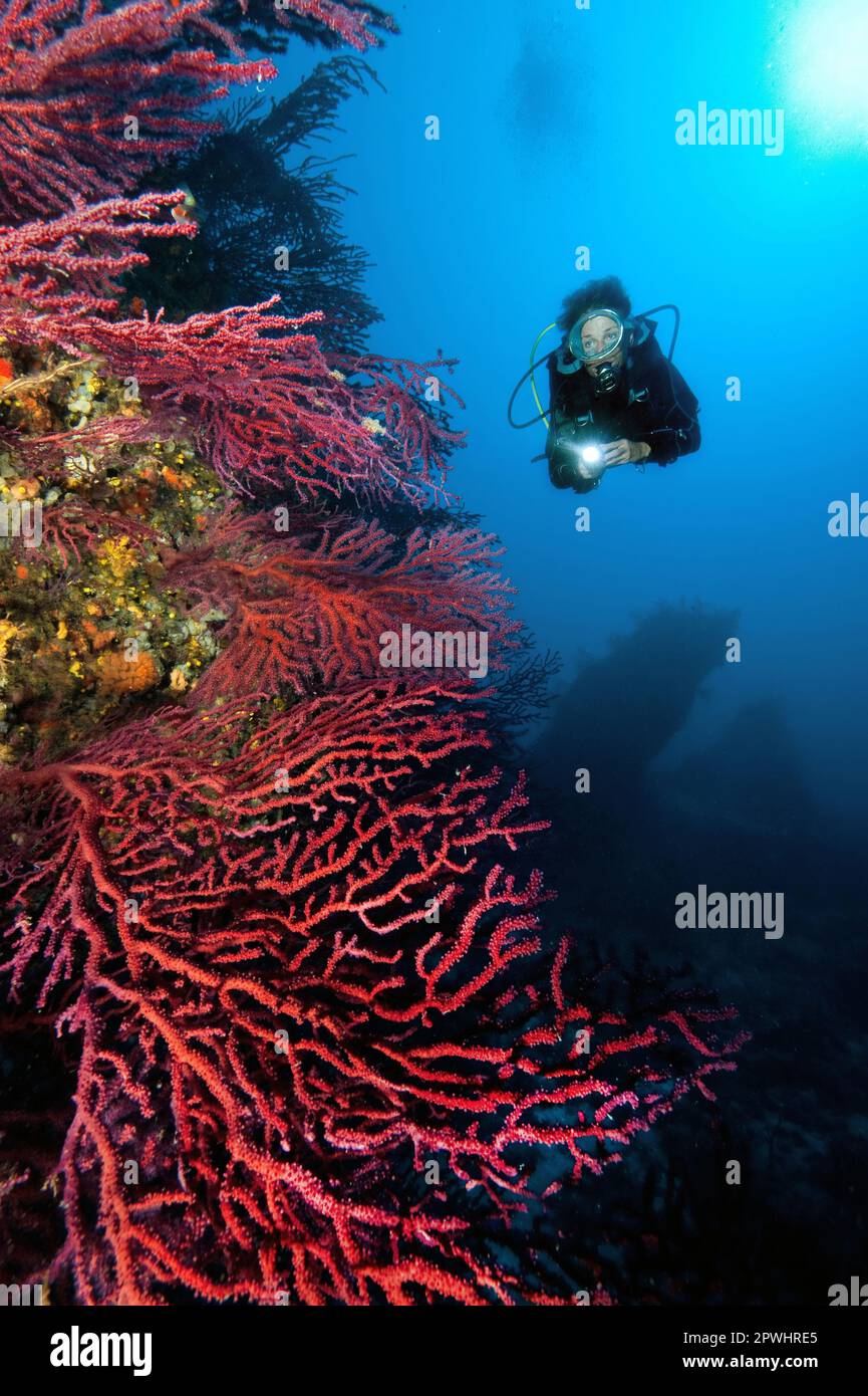 Diver with Mediterranean Fan Coral, violescent sea-whip (Paramuricea clavata), Gorgonian Fan, Red Gorgonian, Dive Site Canyon, Capo Caccia, Sardinia Stock Photo