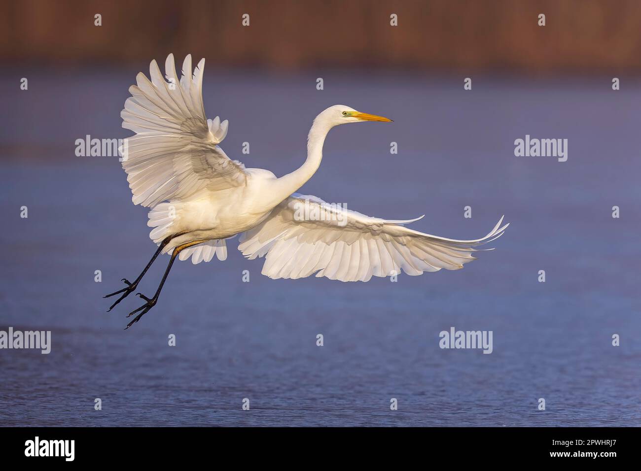 Great egret (Ardea alba) flying, landing, foraging in shallow water, oxbow lake of the Elbe, winter visitor in Germany, fishing, Central Elbe Stock Photo