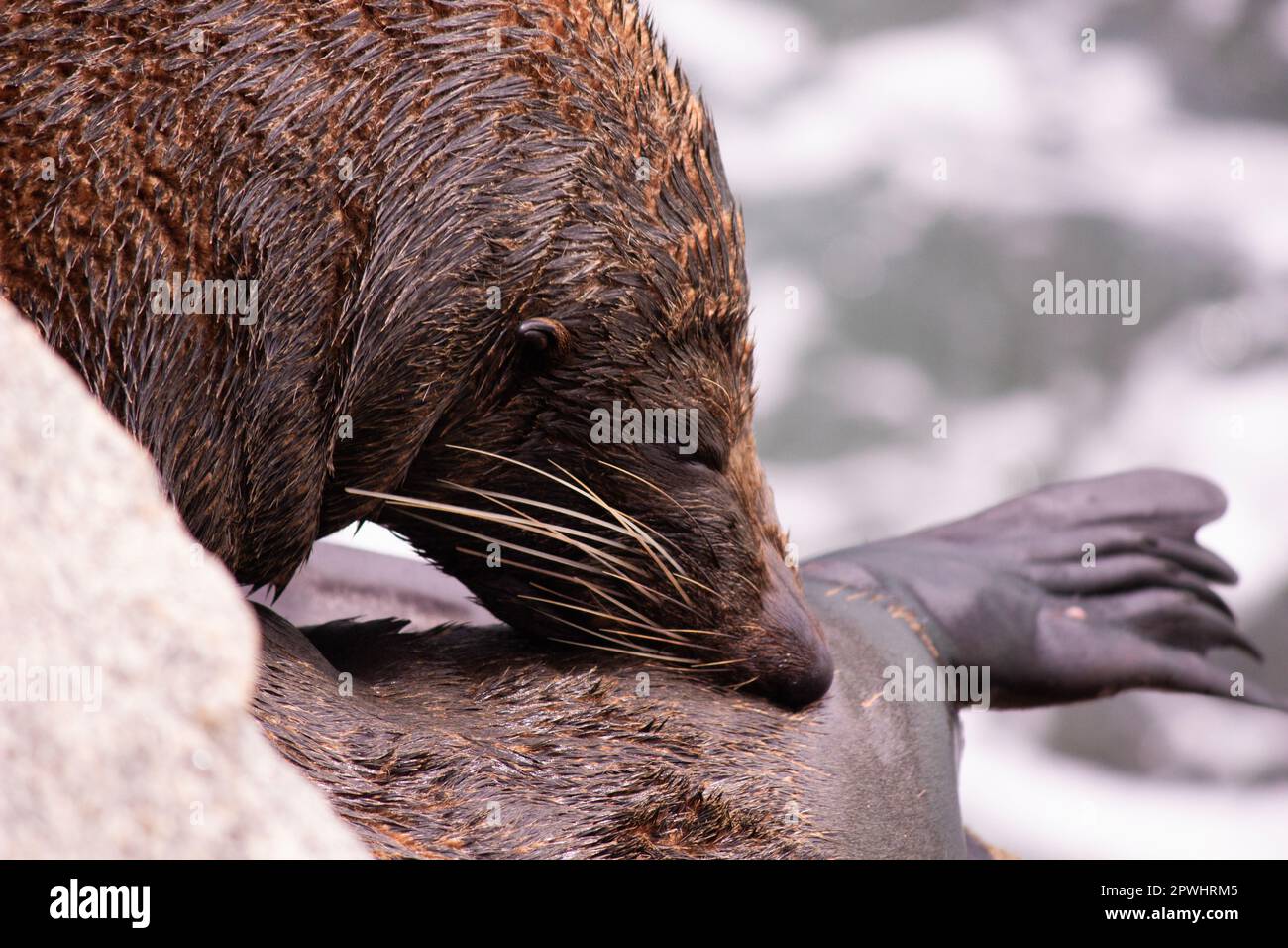 Sealion grooming himself on the shore Stock Photo