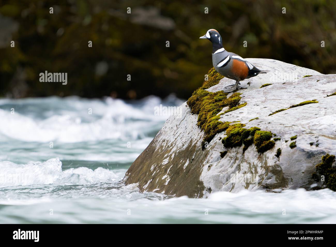 Male harlequin duck (Histrionicus histrionicus) standing on rock in