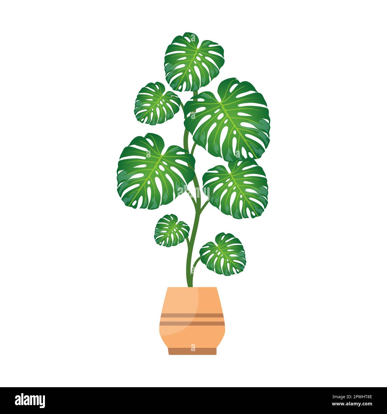 https://c8.alamy.com/comp/2PWHT8E/houseplant-tropical-monstera-in-flowerpot-flat-vector-illustration-drawing-of-plant-in-pot-for-office-or-home-garden-isolated-on-white-background-2PWHT8E.jpg