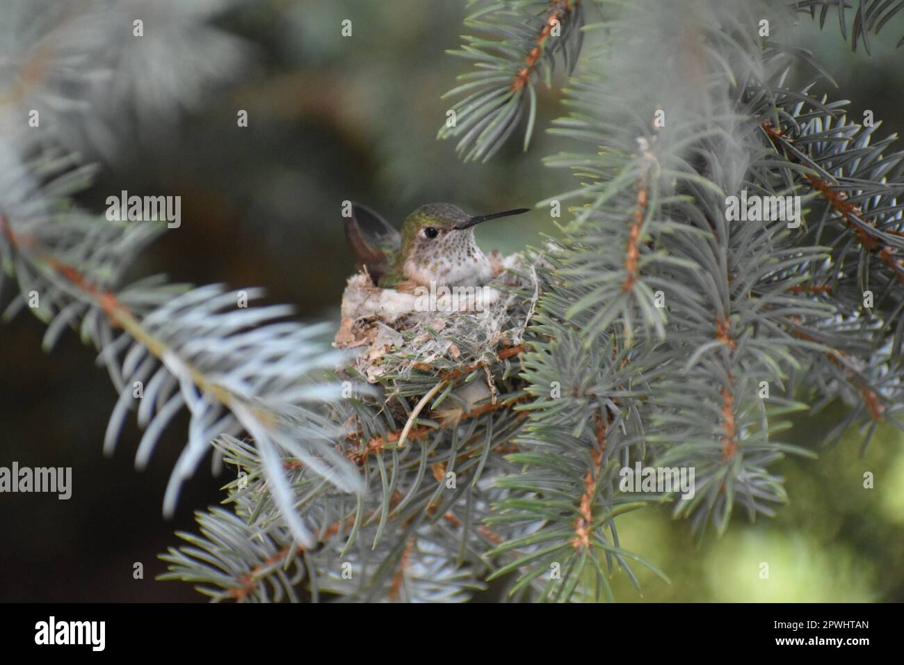 Hummingbird in its nest on a pine tree branch Stock Photo Alamy