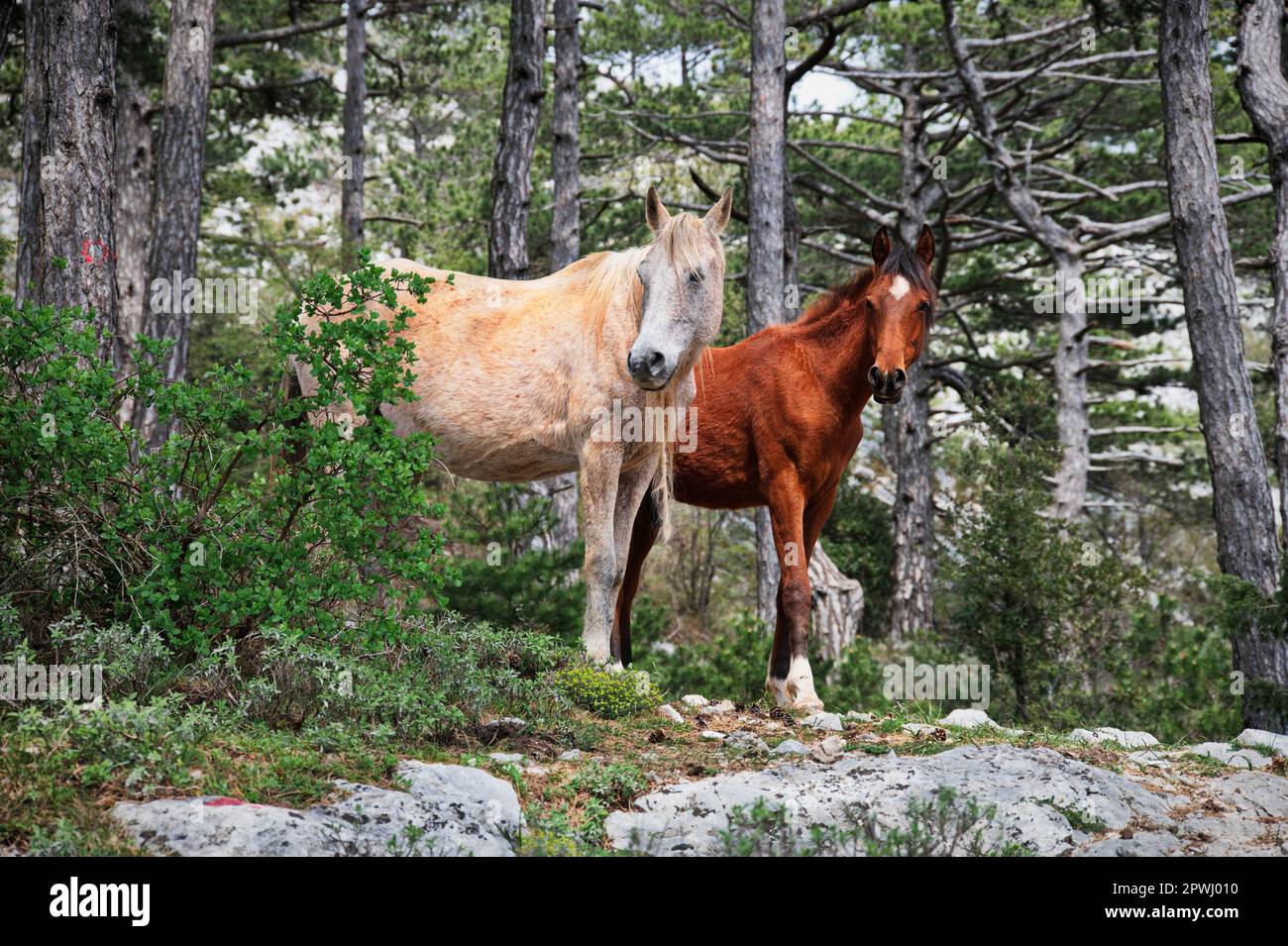 Two horses standing in the forest on the edge of a rock Stock Photo