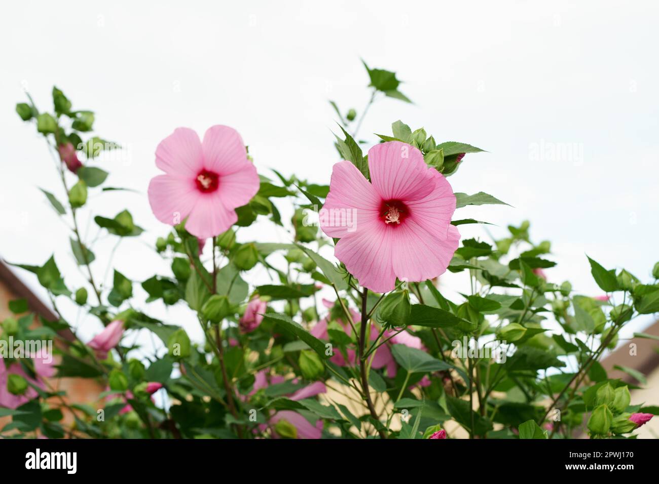A large purple hibiscus flower on a floral background hibiscus moscheutos . Rose Mallow Stock Photo