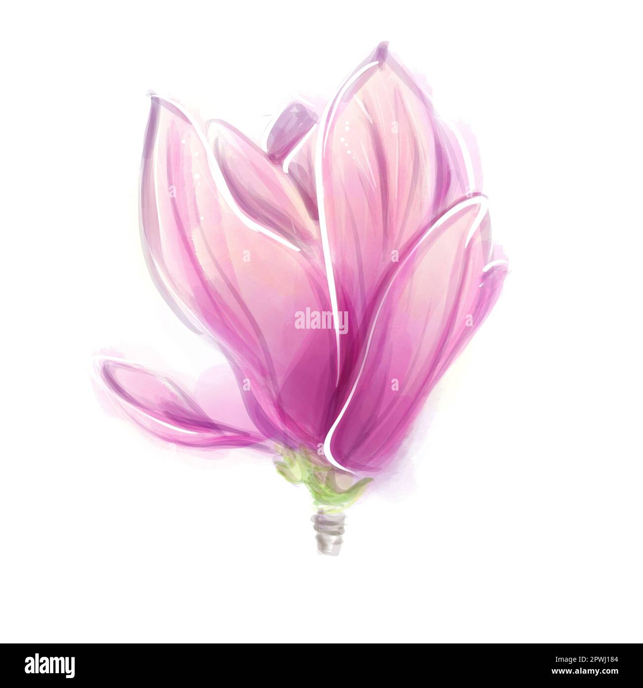 Magnolia pink flowers watercolor. Hand drawn magnolia spring beautiful blossoms. Isolated on the white background. Stock Photo