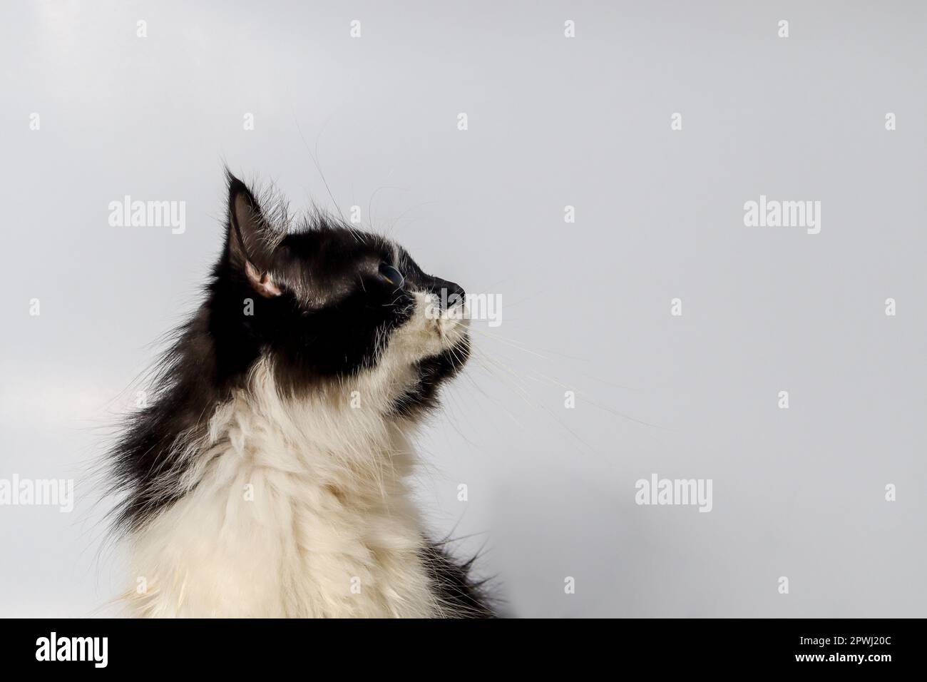 Black and white cat looking up over the white background Stock Photo ...