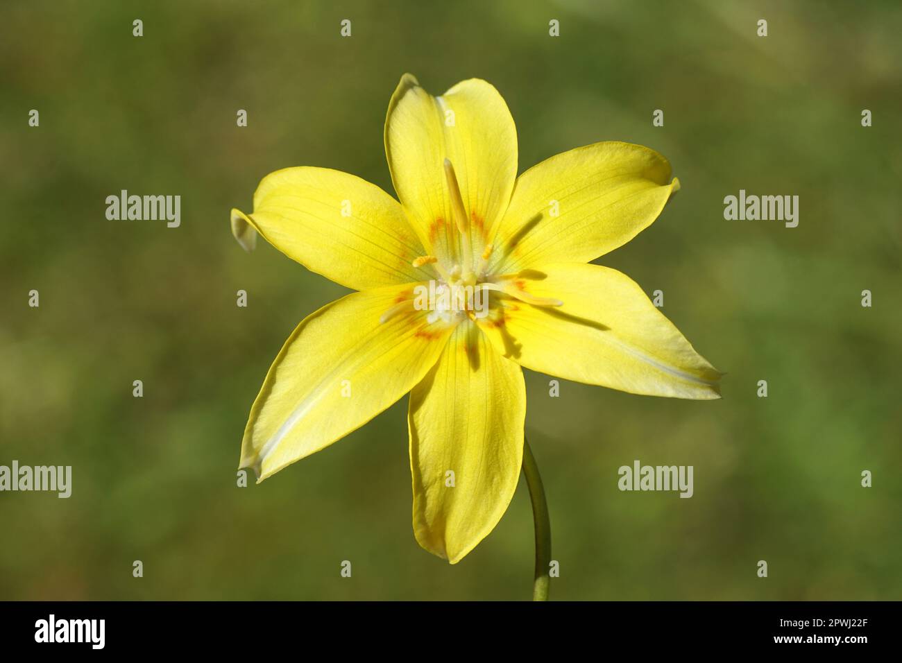 Closeup yellow flower of a cultivar of Trout Lily, Dogtooth Violet