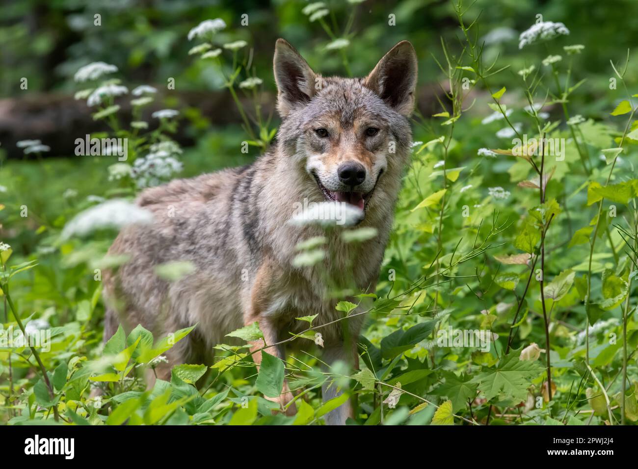 Wolf portrait in summer forest. Wildlife scene from nature. Wild animal
