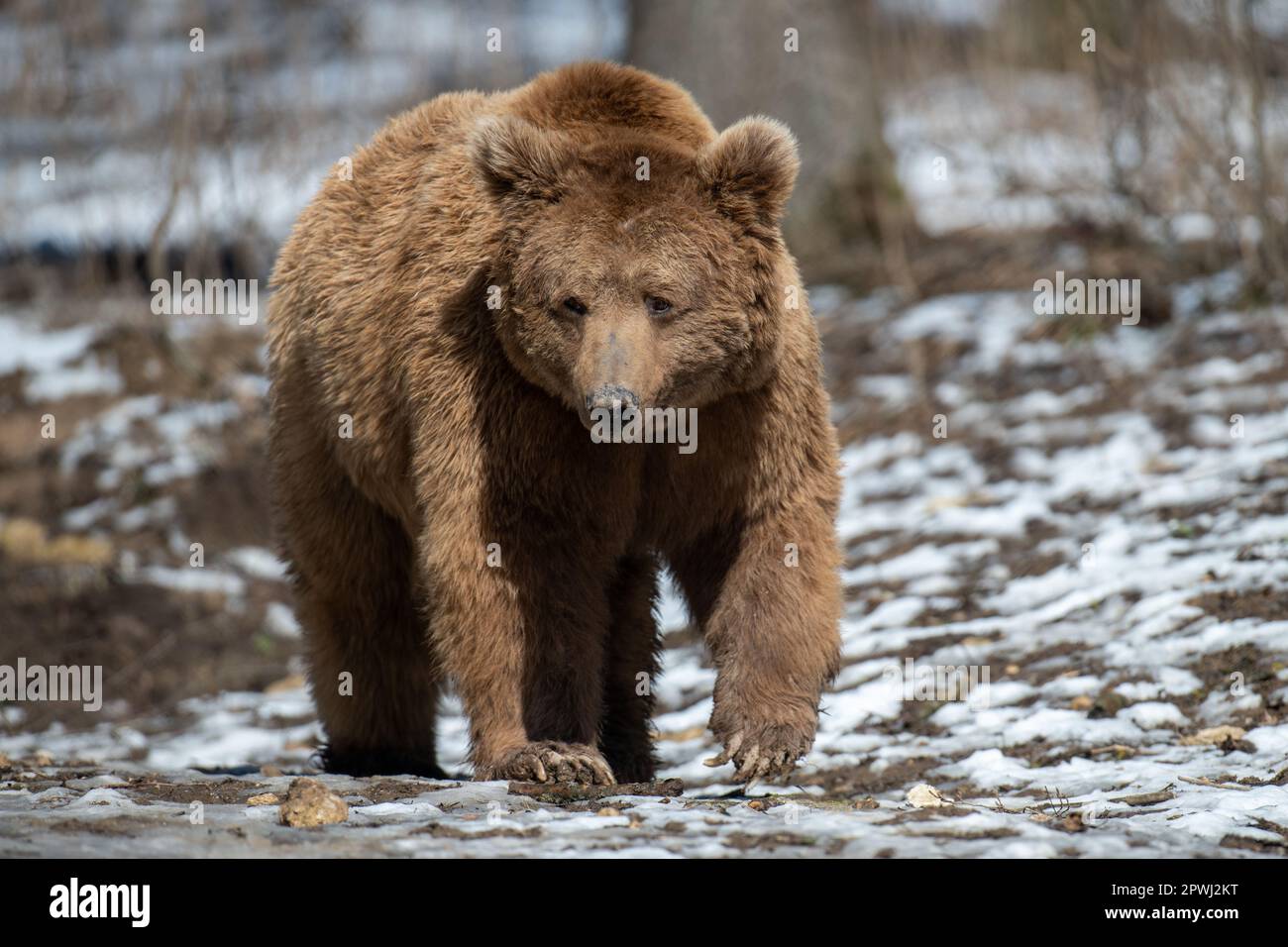Wild adult Brown Bear (Ursus Arctos) in the spring forest. Dangerous animal in natural habitat. Wildlife scene Stock Photo