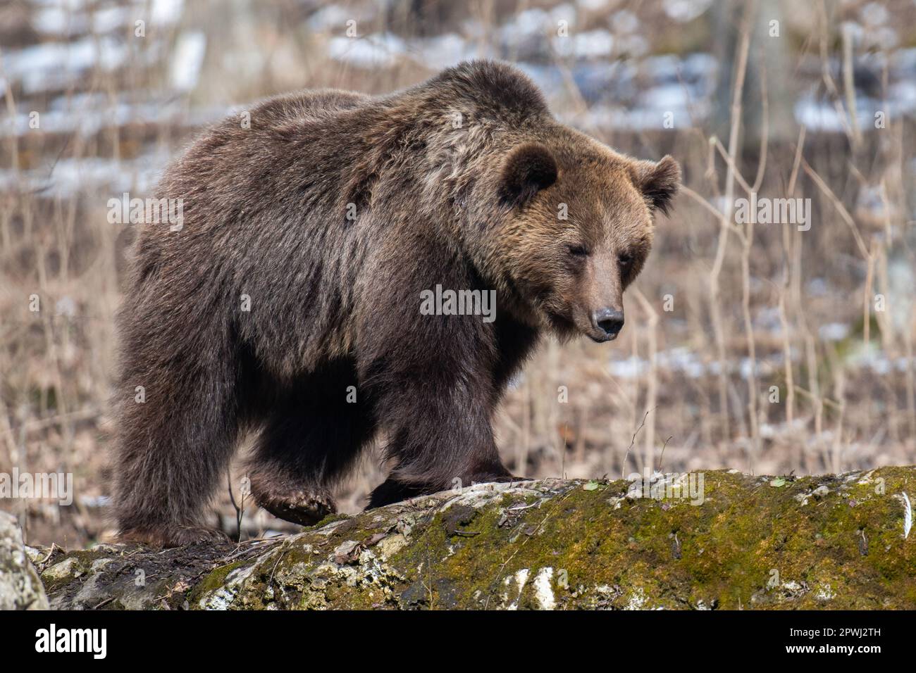 Wild adult Brown Bear (Ursus Arctos) in the spring forest. Dangerous animal in natural habitat. Wildlife scene Stock Photo