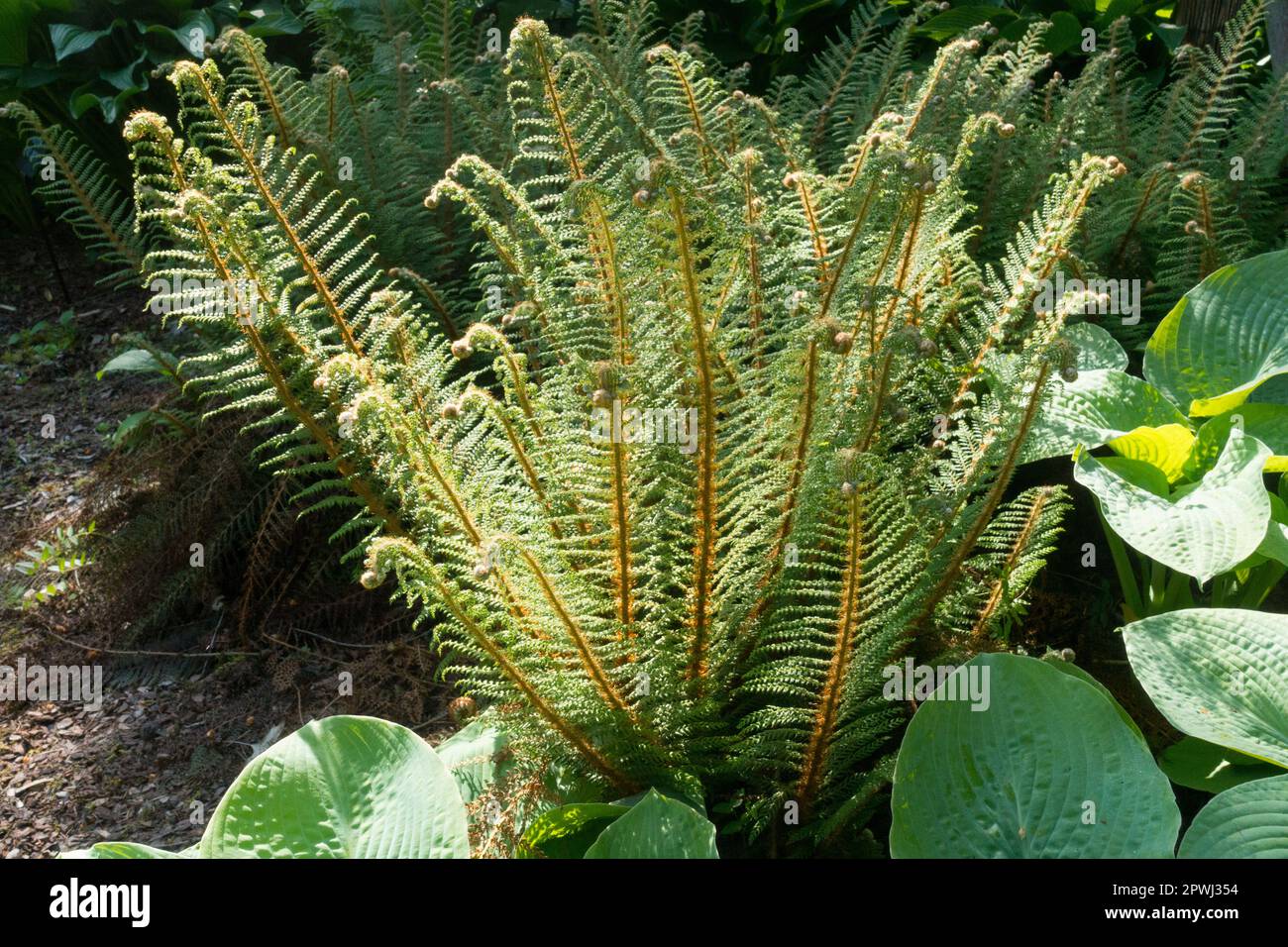 Soft Shield Fern, Polystichum setiferum 'Plumosum Densum' shady spot in garden Stock Photo
